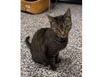 Adopt TASHA a Domestic Short Hair