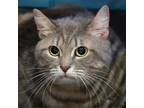 Adopt Minnie a Domestic Short Hair