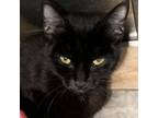 Adopt Inky a Domestic Short Hair