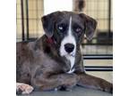 Adopt Rya a Catahoula Leopard Dog