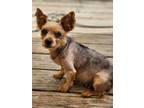 Adopt Layla a Yorkshire Terrier