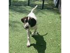 Adopt Jenson a German Shorthaired Pointer