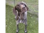 Adopt Kate a German Shorthaired Pointer