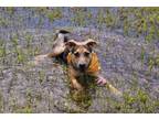 Adopt WILLOW a German Shepherd Dog, Mixed Breed