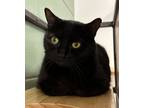 Adopt Diva a Domestic Short Hair