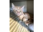 Adopt Kizzy a Domestic Short Hair