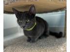 Adopt Eve a Domestic Short Hair