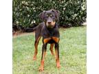 Adopt Roz 20477 a Rottweiler, Mixed Breed