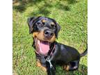 Adopt Roz 20477 a Rottweiler, Mixed Breed