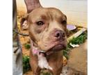 Adopt Sugar a Pit Bull Terrier