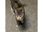 Adopt Ethel a Domestic Short Hair