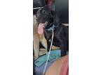 Adopt Mila a Labrador Retriever, Basset Hound