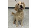 Adopt Daffodil a Standard Poodle, Golden Retriever