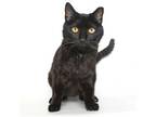 Adopt Cake Pop a Domestic Short Hair