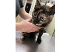 Adopt Cookie Crisp a Domestic Short Hair