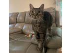 Adopt Kiki a Domestic Short Hair