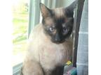 Adopt Avalon a Siamese