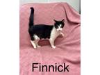 Adopt finnick a Domestic Short Hair