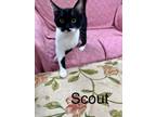 Adopt scout a Domestic Short Hair