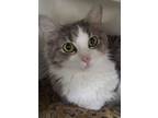 Adopt Lily a Domestic Long Hair