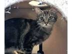 Adopt Jolly (at Smitten Kitten) a Domestic Short Hair