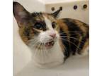 Adopt IVY a Domestic Short Hair