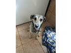 Adopt Shannon a Jack Russell Terrier