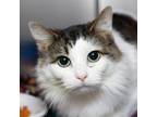 Adopt Boo a Domestic Medium Hair