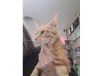 Adopt Ambrosia a Domestic Short Hair