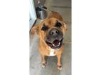 Adopt Josephine a Shar-Pei, Terrier