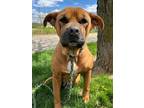 Adopt Josephine a Pit Bull Terrier, Mixed Breed