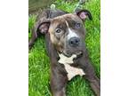 Adopt Echo a Pit Bull Terrier, Mixed Breed