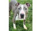 Adopt Amber a Pit Bull Terrier, Mixed Breed