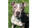 Adopt Amber a Pit Bull Terrier, Mixed Breed