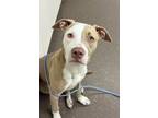 Adopt Kay a Pit Bull Terrier, Mixed Breed
