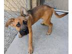 Adopt Blossom a Shepherd, Mixed Breed
