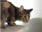 Adopt Eleanor Rigby a Domestic Short Hair