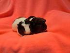 Adopt Piper and Peppers a Guinea Pig