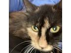 Adopt Chorizo a Domestic Long Hair