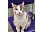 Adopt Kim a Domestic Short Hair