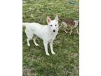 Adopt LaLa - Fostered in SE Nebraska a German Shepherd Dog