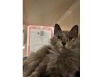 Adopt Comet a Domestic Long Hair, Domestic Short Hair