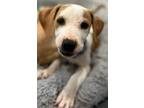 Adopt Peyton (Foster: H. Russelburg) a Labrador Retriever, Mixed Breed
