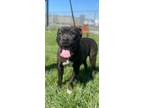 Adopt Shelby a Pit Bull Terrier, Mixed Breed