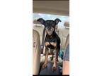 Adopt Storm(Special needs) a Miniature Pinscher