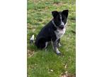 Adopt Abby a Cattle Dog