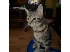 Adopt Tiger Lily a Domestic Short Hair