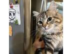 Adopt Crystal a Domestic Short Hair