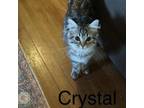 Adopt Crystal a Domestic Short Hair