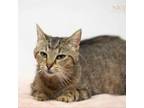 Adopt Cindy a Domestic Short Hair